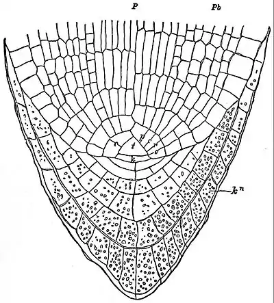 EB1911 Plants - apex of the root of Pteris cretica.jpg