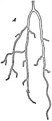 EB1911 Plants - portion of laticiferous coenocyte from a Euphorbia leaf.jpg
