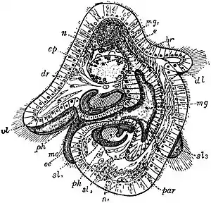 EB1911 Platyelmia - Free-swimming Larva of a Polyclad Planarian.jpg