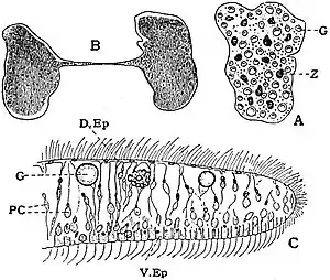 EB1911 Platyelmia - Trichoplax adhaerens.jpg