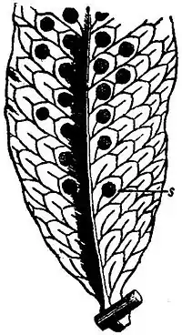 EB1911 Polypodium - pinna.jpg