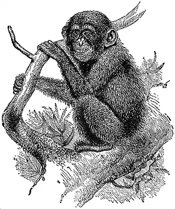 EB1911 Primates - An Immature Chimpanzee.jpg