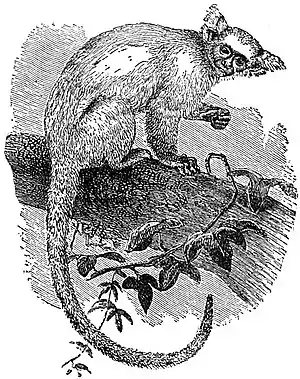 EB1911 Primates - Golden Marmoset.jpg