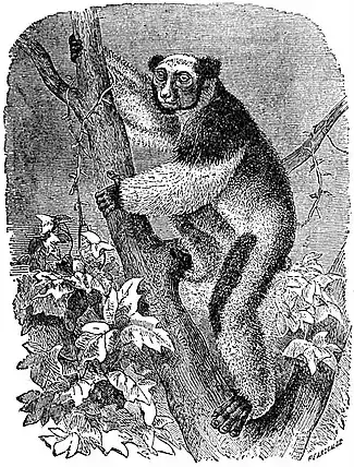 EB1911 Primates - Indri.jpg