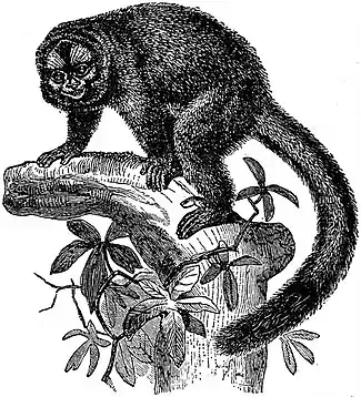 EB1911 Primates - Lemur-like Douroucouli.jpg