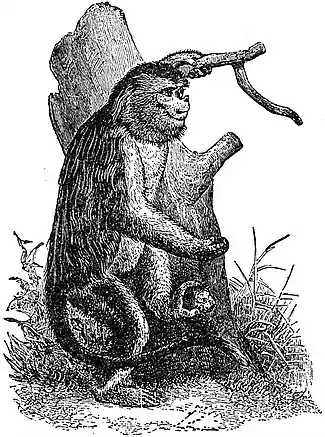 EB1911 Primates - Orange Snub-nosed Monkey.jpg