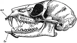 EB1911 Primates - Skull of Ring-tailed Lemur.jpg