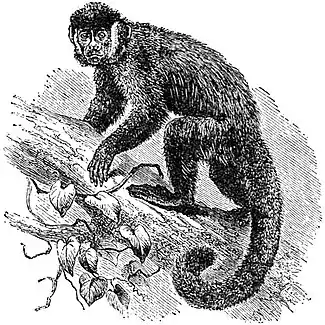 EB1911 Primates - White-cheeked Capuchin.jpg