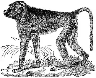 EB1911 Primates - Yellow Baboon.jpg