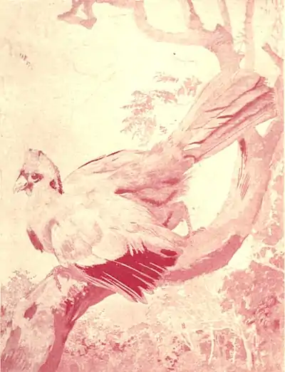 EB1911 Process (printing) - color separation - red.jpg