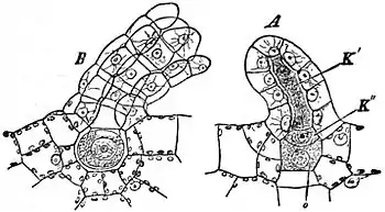 EB1911 Pteridophyta - Polypodium vulgare - archegonia.jpg