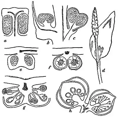 EB1911 Pteridophyta - spore-producing members.jpg