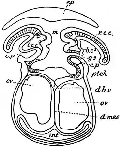 EB1911 Pterobranchia - C. dodecalophus - frontal section.jpg