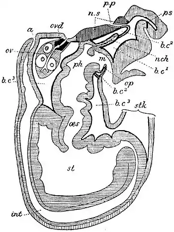 EB1911 Pterobranchia - C. dodecalophus - median section.jpg