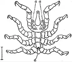 EB1911 Pycnogonida - Male of Pycnogonum littorale (ventral).jpg