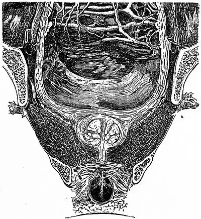 EB1911 Reproductive System, in Anatomy - pelvis section showing bladder and prostate.jpg