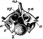 EB1911 Reptiles - Posterior aspect of a trunk vertebra of Python.jpg