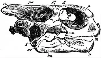 EB1911 Reptiles - Side view of skull of Testudo tabulata.jpg
