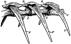 EB1911 Reptiles - Three Vertebrae of Sphargis coriacea.jpg