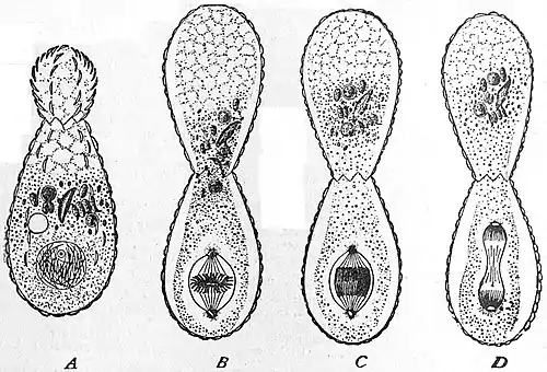 EB1911 Rhizopoda - Bud-fission of Euglypha alveolata.jpg