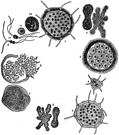 EB1911 Rhizopoda - Trichosphaerium sieboldii.jpg