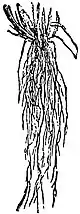 EB1911 Root - Fibrous Root of a Grass.jpg