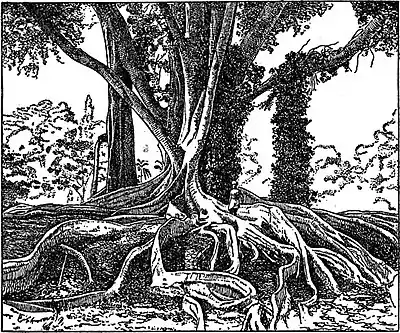 EB1911 Root - Ficus indica.jpg