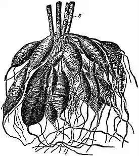 EB1911 Root - Root-Tubers of Dahlia variabilis.jpg