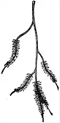 EB1911 Root - Ultimate root-branches.jpg