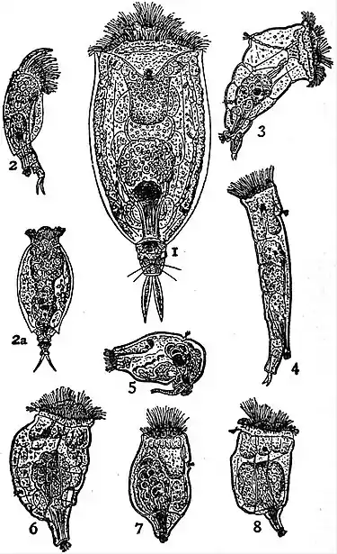 EB1911 Rotifera - Male Rotifers.jpg