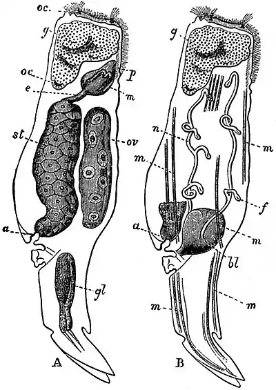 EB1911 Rotifera - Notommata naias.jpg