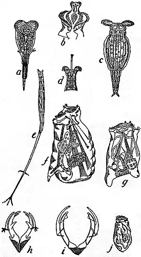 EB1911 Rotifera - miscellaneous anatomical illustrations.jpg