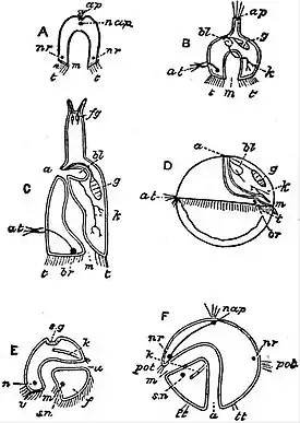 EB1911 Rotifera - morphological relations.jpg