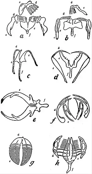 EB1911 Rotifera - trophi.jpg