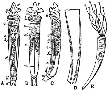 EB1911 Scaphopoda - Dentalium vulgare.jpg