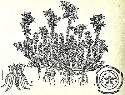 EB1911 Sedum - Sedum acre.jpg