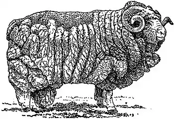 EB1911 Sheep - Champion Merino Ram.jpg