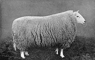 EB1911 Sheep - Cheviot Ram.jpg