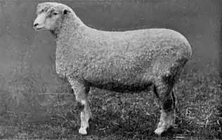 EB1911 Sheep - Cotswold Ram.jpg