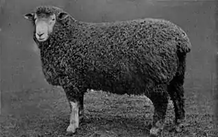 EB1911 Sheep - Devon Longwool Ram.jpg