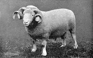EB1911 Sheep - Dorset Horn Ram.jpg
