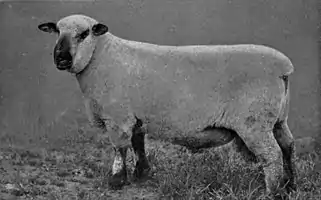 EB1911 Sheep - Hampshire Down Ram.jpg