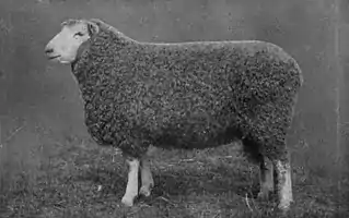 EB1911 Sheep - Leicester Ram.jpg
