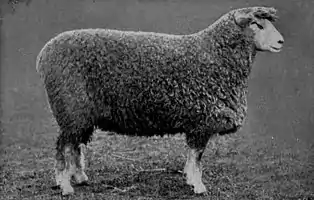 EB1911 Sheep - Lincoln Longwool Ram.jpg