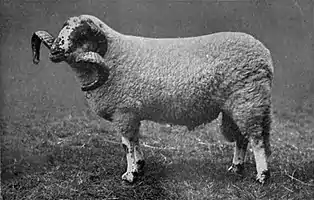 EB1911 Sheep - Lonk Ram.jpg