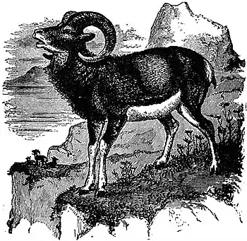 EB1911 Sheep - Mouflon Ram.jpg