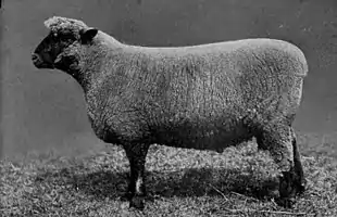 EB1911 Sheep - Oxford Down Ram.jpg