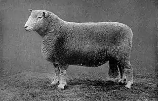 EB1911 Sheep - Ryeland Ram.jpg
