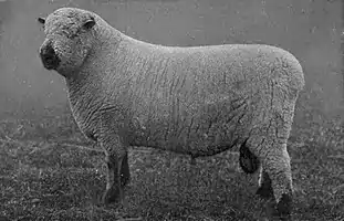 EB1911 Sheep - Shropshire Ram.jpg