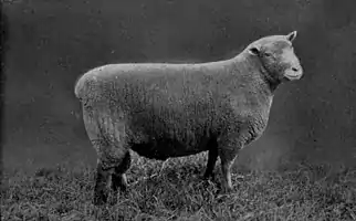 EB1911 Sheep - Southdown Ram.jpg